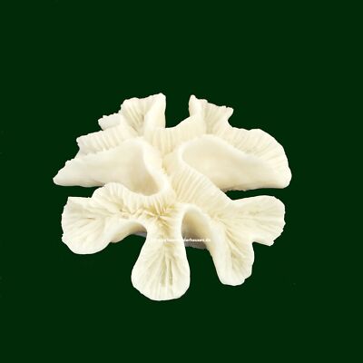 Rosenkoralle,13 x 13 x 5 cm,Kunstkoralle,LPS Steinkoralle,salz aquarium Korallen