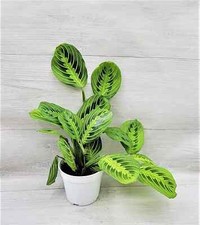 Prayer Plant, Easy To Care Live Indoor Plant In 4