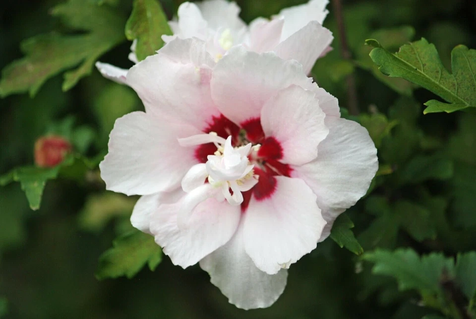 2 Rose Of Sharon Hibiscus Organic Live Plant w/Roots Transplant Starter Bush 1FT - Image 3 of 4