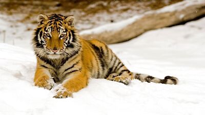 Anime Snow Big Cat Wildlife Winter Tiger  Gaming Mat Desk 1342