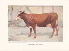 Wittgensteiner Kuh "Halma" Farbdruck 1925 Reprint