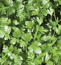 Santo Cilantro/Coriander Seeds Free Shipping. Maxim Treated. 1 lb. 35,000 Seeds