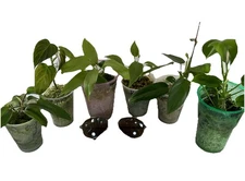 U Pick 5 Free Ship Bipen-aurea Silversword Red Emerald Pedatum Many Others Read!