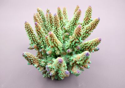 Green FAUX Finger Staghorn Coral Acropora (1 FAKE Coral approx. 6Tx5Wx5D inches)
