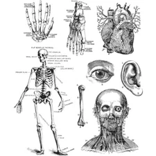 Tim Holtz Stampers Anonymous "CADAVEROUS" Stamp Set CMS378