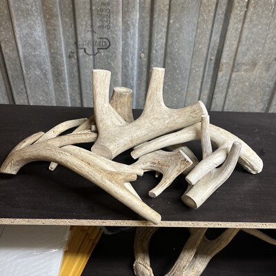 #ad #ad Whole Deer Antler Dog Chew SALE #1 GRADE Massive XXL $15.99