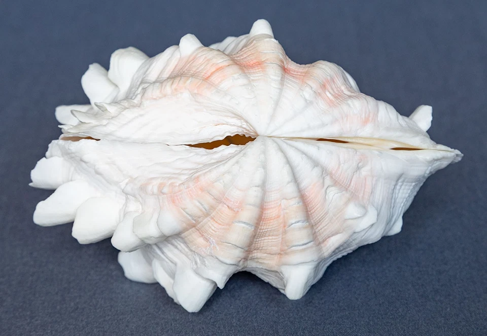 Large Fluted TRIDACNA SQUAMOSA CLAM Sea Shell Matching Halves 6 1/4" Pinkish - Image 4 of 4