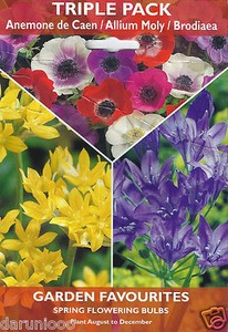 20 Bulbs Triple Pack Brodiaea Anemone De Caen Allium Spring Summer Flower Root Ebay