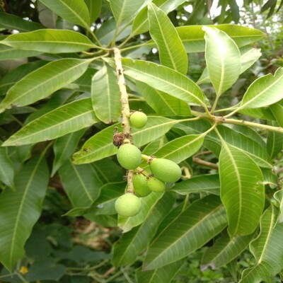 Organic Dried Mangifera Indica (Mango) Leaves - Premium Herbs / tea/ medicine