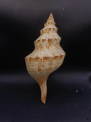 Large Penion maximus 9" Australian sea shell Collector #16721