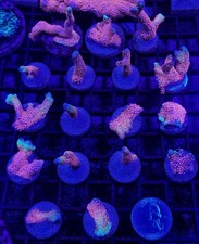 2x Frags of Bubblegum Digitata Montipora Coral Super Bright and Free Shipping