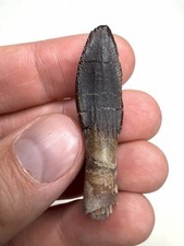 1.80 Rooted Titanosauriform Dinosaur Tooth - Isalo IIIb Fm Madagascar