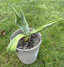 Agave Americana Plant/Century Plant