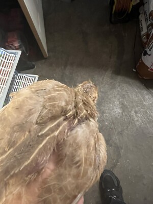 Egyptian Pharaoh Jumbo 10+ Fertile Hatching Eggs Quail