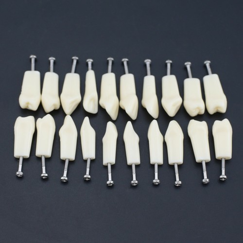 Dental Replacement 28 32 Teeth Typodont Model NISSIN Kilgore Columbia Frasaco - Picture 63 of 78