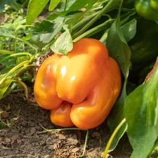 Orange Bell Peppers - Seeds - Organic - Non Gmo - Heirloom Seeds