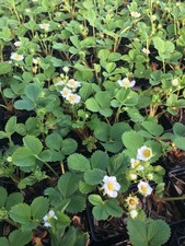 Fort Laramie Strawberry Plants dormant, bareroot strawberry plants