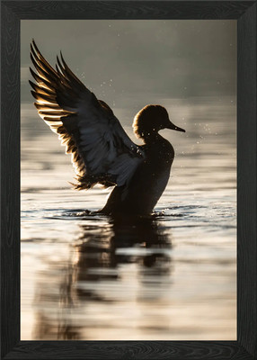 Ente breitet ihre Flügel aus gerahmtes Wandbild Poster Leinwanddruck Bild