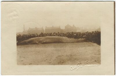 WASHED UP WHALE ON KIRKCALDY BEACH FEBRUAR 1904 - Fife Postkarte (P3475)