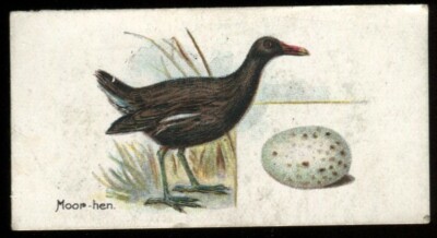 Tabakkarte, Lambert Butler, VÖGEL EIER, 1906, Moorhenne, #11