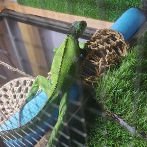 Green Iguana For Sale, Includes 2-teir Enclosure, Decorations, And Heat Lamps