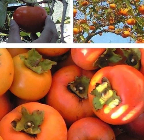 American Persimmon seedling Diospyros Virginiana 1-2 yo plant 8 inches