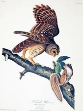 Audubon Barred Owl & Grey Squirrel Elephant Folio No.10 Havell Print Bird