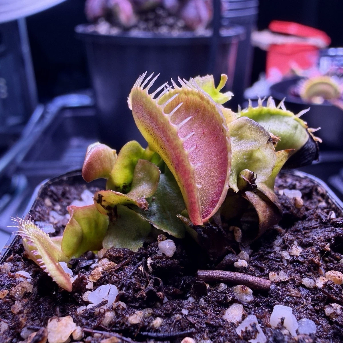 食虫植物 Dionaea muscipula Kim jong-un BCP ハエトリソウ muscipula