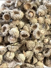 BULK Fuzzy Bur Acorns and Caps, 50 Small Furry Burr Acorns, Fairy Garden Supply
