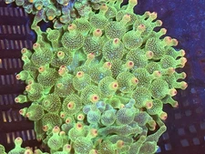 COLOR TIP ACID WASH  Bubble tip Anemones BTA Beautiful !!