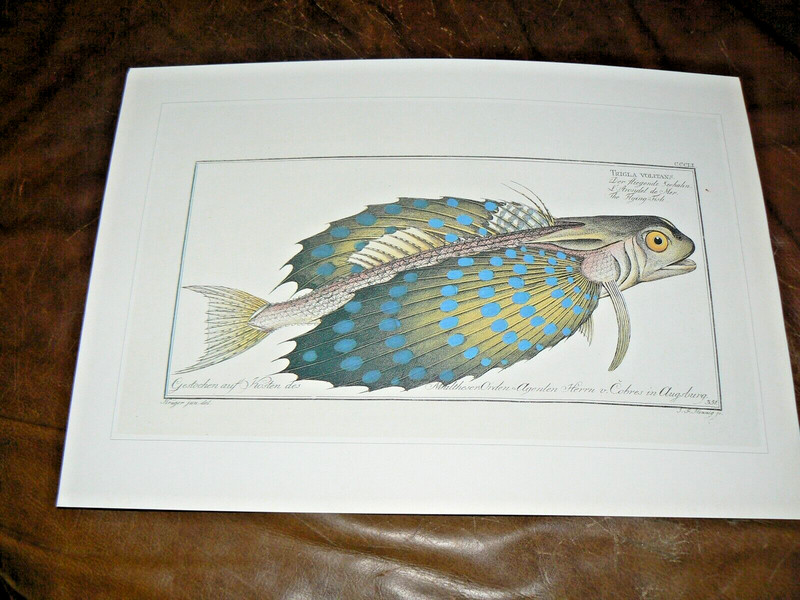  Early Scientific Ichthyology Color Prints Vintage Flying Gurnard