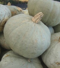 Squash Seed: Sweetmeat Winter Squash Seeds Fresh Seed