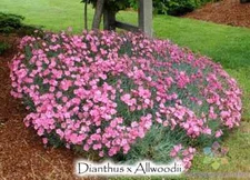 200+ Allwood's Pink Carnation Seeds for Garden Planting - USA - FREE SHIPPING!