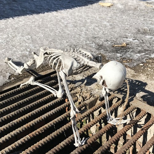 165cm Skeleton Full Size Poseable Human Joints Halloween PartyProp Haunted House - Picture 11 of 20