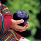 sweetest- honey - BLUE --PLUM  - "ANGELENO "  5 fresh cuttings FREE SHIPPING