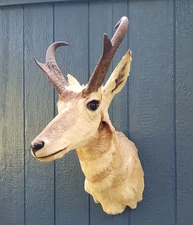Pronghorn Antelope Head Shoulder Mount Taxidermy Cabin Wall Decor Vtg