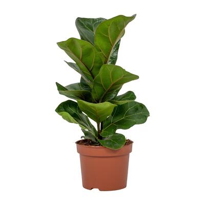 Ficus Lyrata - Geigenfeige - Ø12cm - Höhe ca. 30cm - Pflegeleichte und stilvolle