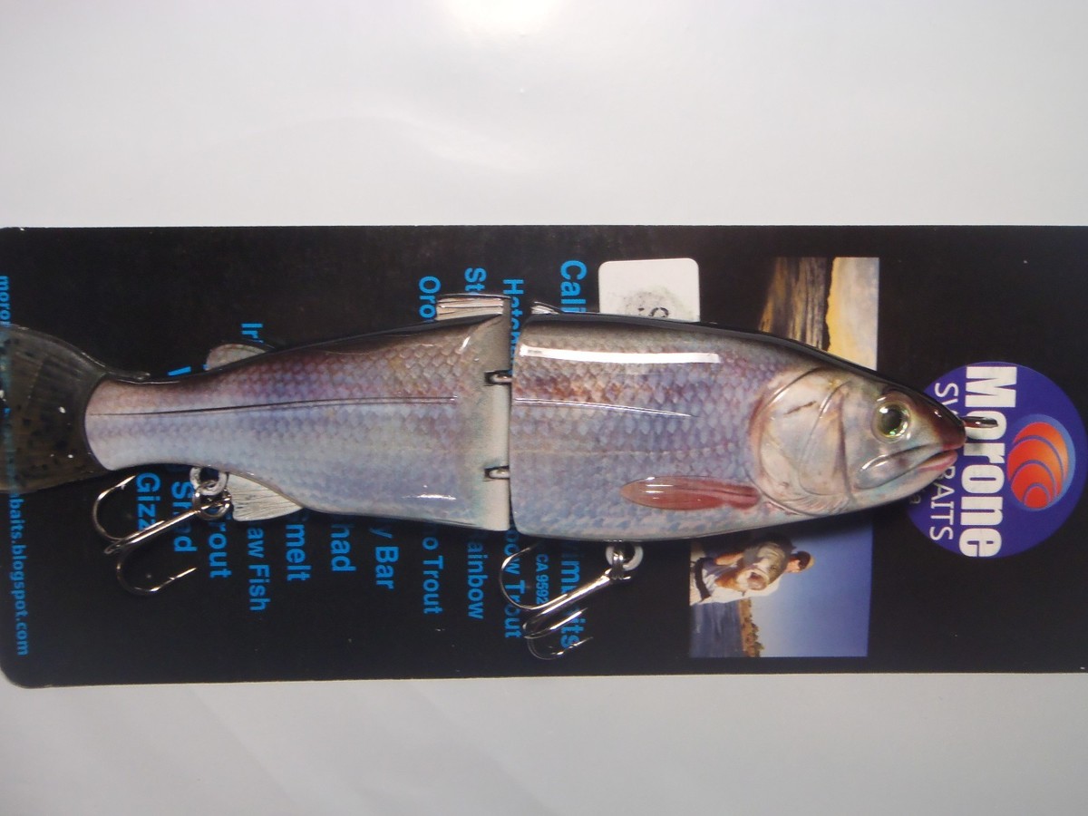 Morone Swimbaits 2 Sacramento River Splittail Striper fishing Glide Bait bass Morone Swimbaits 2 Sacramento River Splittail Striper fishing Glide Bait bass