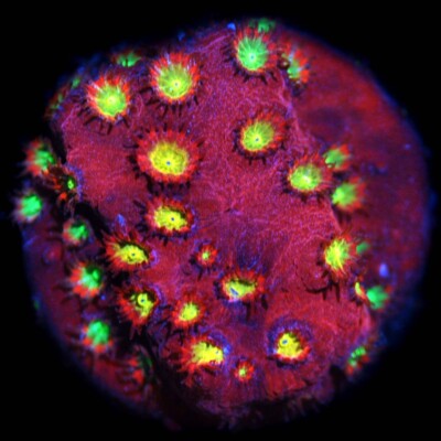 CORALS OF EDEN ~ Bling Bling Cyphastrea Coral Frag - Live Coral for Sale LPS SPS