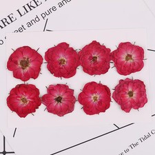 8PCS Real Pressed Dried Red Rose flower Head, Natural Color FCD70 3