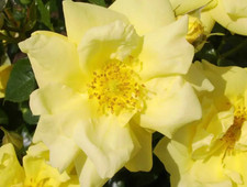 Rosa 'Gold Flower Carpet' - Clusters of Golden Yellow Blooms - Potted