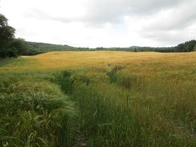 Photo A3 Field ready for harvest Cawdor  c2014