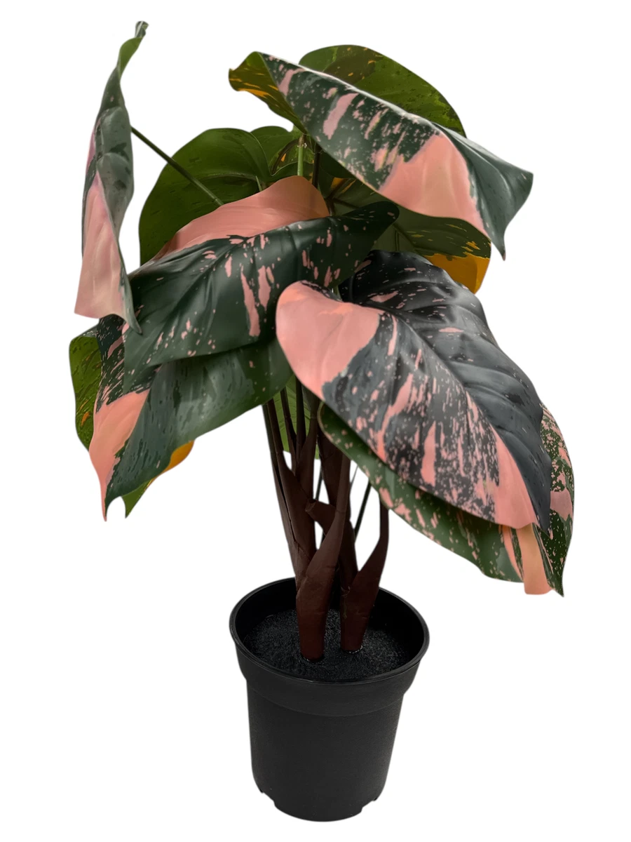 money money plant Variegated Chinese Money Plant ‘White Splash’ For Sale main image 0