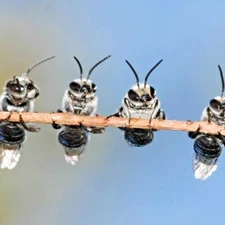 2001+BENEFICIAL INSECT Native Wildflower Mix Seed 7 Different Annual Perennial