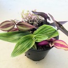 Assorted Wandering Jew Tradescantia Mix Purple Heart/Zebrina/Nanouk Indoor Pla