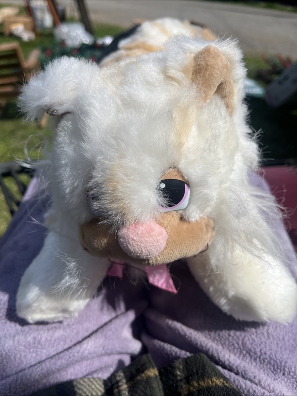 Pound Purry Cat Tan And White