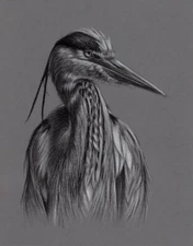 Original Artwork. Charcoal Drawing. Heron. Wildlife. Drawing. Charcoal.