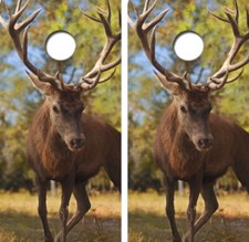 Bull Elk With Big Rack Cornhole Board Wrap LAMINATED Decal Vinyl Sticker 4308