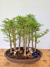 Bonsai Goldlärche / Pseudolarix Wald Nr. 5135 Laub abwerfend Nadelbaum Freiland