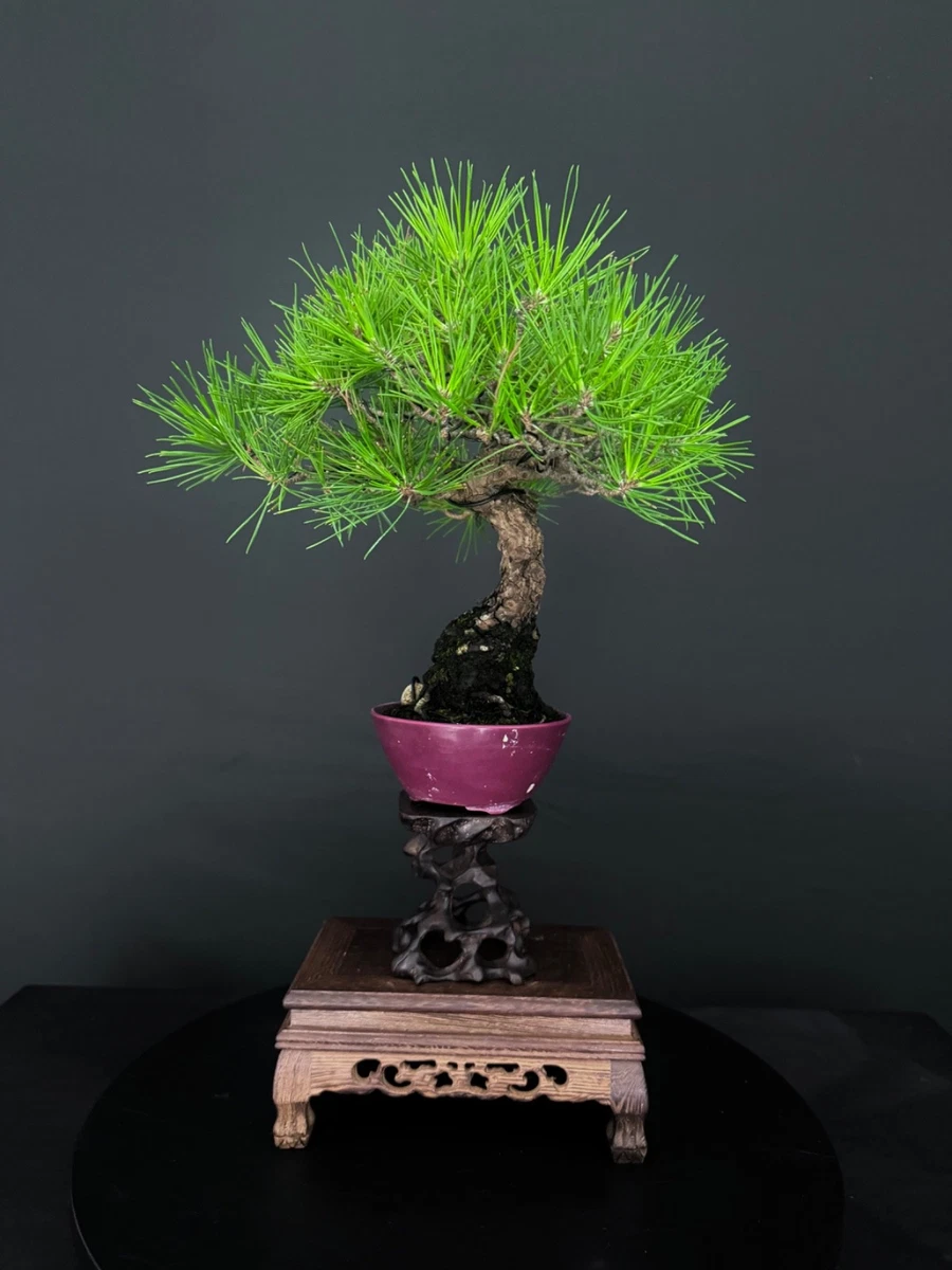 Pine Bonsai Trees for sale | eBay